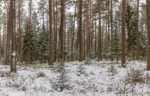 Winter, snow, pine forest Stock Photos