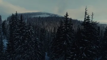 Winter snow pine forest sunrise drone flight in mountains Stock Footage 85540205