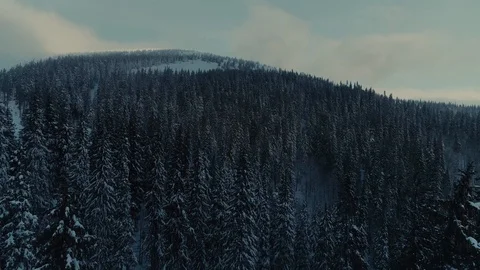 Winter snow pine forest sunrise drone flight in mountains Vidéo 85540345