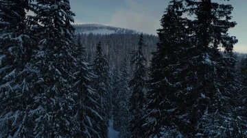 Winter snow pine forest sunrise drone flight in mountains Stock Footage 85540771