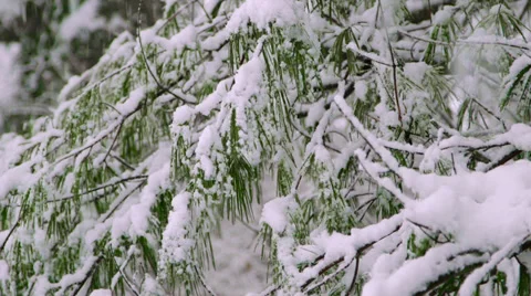 Winter snow pine tree  Stock Footage 33908702