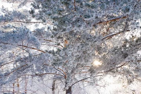 Winter snow pine tree on sunny day. ice frost, frozen evergreen needles Stock Photos
