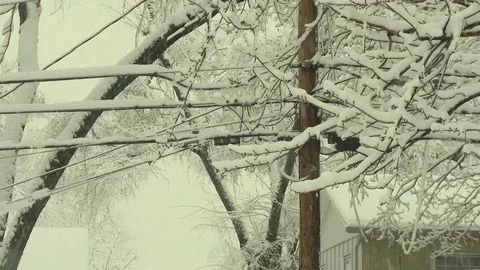 Winter snow on power lines and trees Stock Footage 101140474