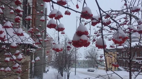 Winter snow rowan 動画素材 71037511