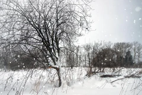 Winter snow rustic lonely tree Stock Photos