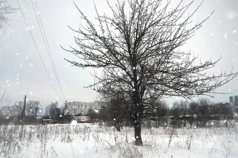 Winter snow rustic lonely tree Stock Photos