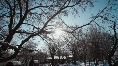 Winter snow scene with dead trees - sunlight passing through the branches Stock Footage 233589254