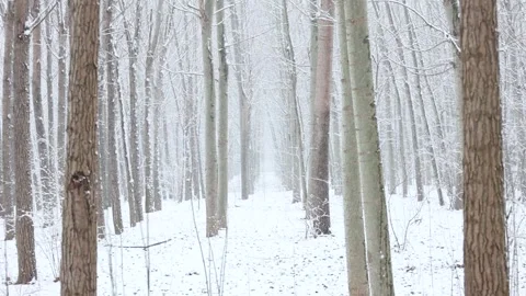Winter snow scene 库存影片 343595242