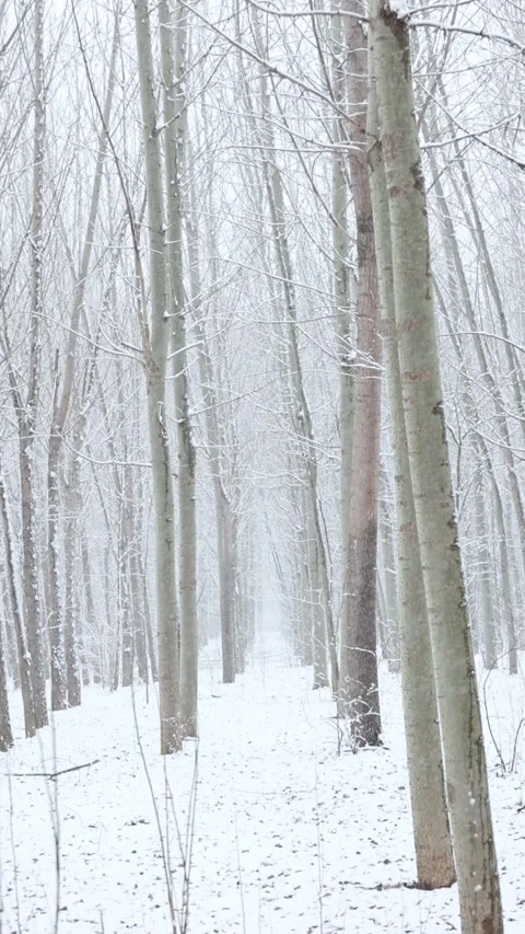 Winter snow scene Stock-Footage 343595670