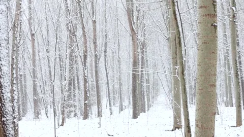 Winter snow scene Video stock 343595671