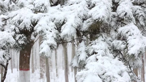 Winter snow scene Видео 343595724