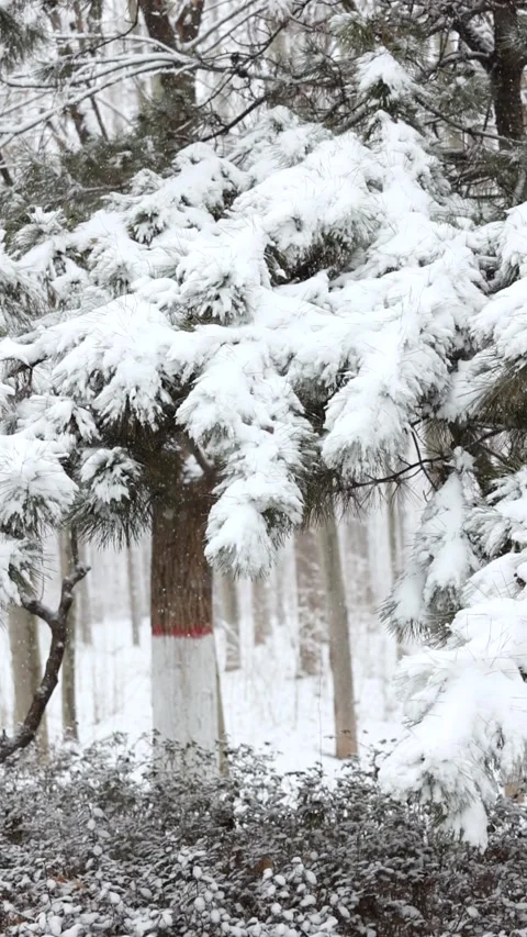 Winter snow scene 库存影片 343595725