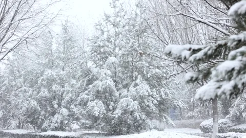 Winter snow scene Vídeo Stock 343595726