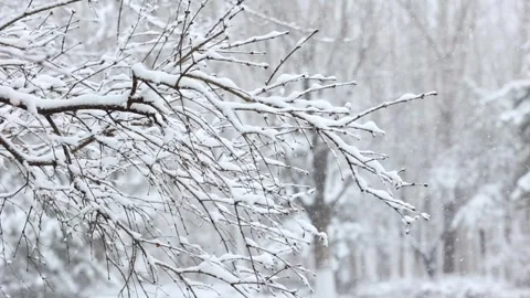 Winter snow scene Video stock 343596299