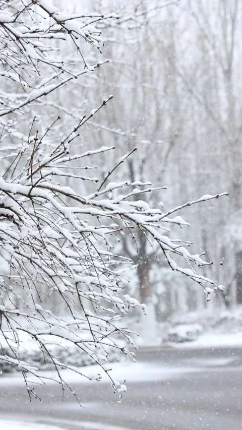 Winter snow scene 库存影片 343596330