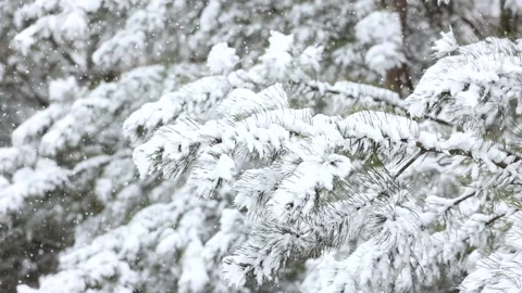 Winter snow scene Video stock 343596501