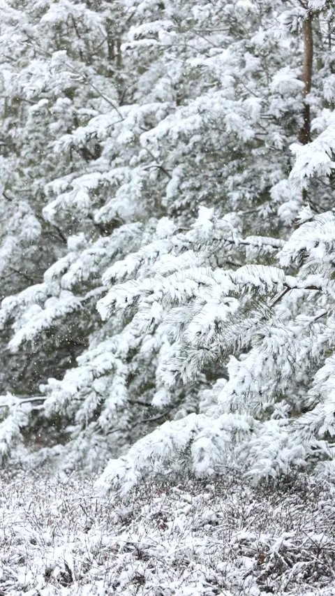 Winter snow scene 库存影片 343596505