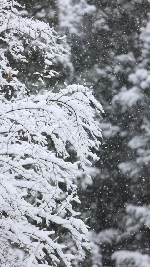 Winter snow scene 库存影片 343598989