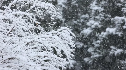 Winter snow scene Stock Footage 343599048