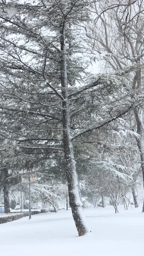 Winter snow scene 库存影片 343599099