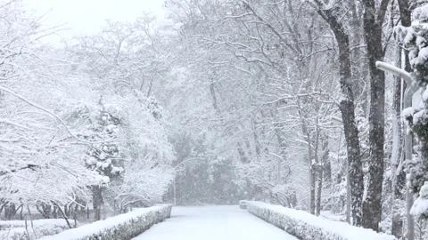 Winter snow scene Video stock 343599281