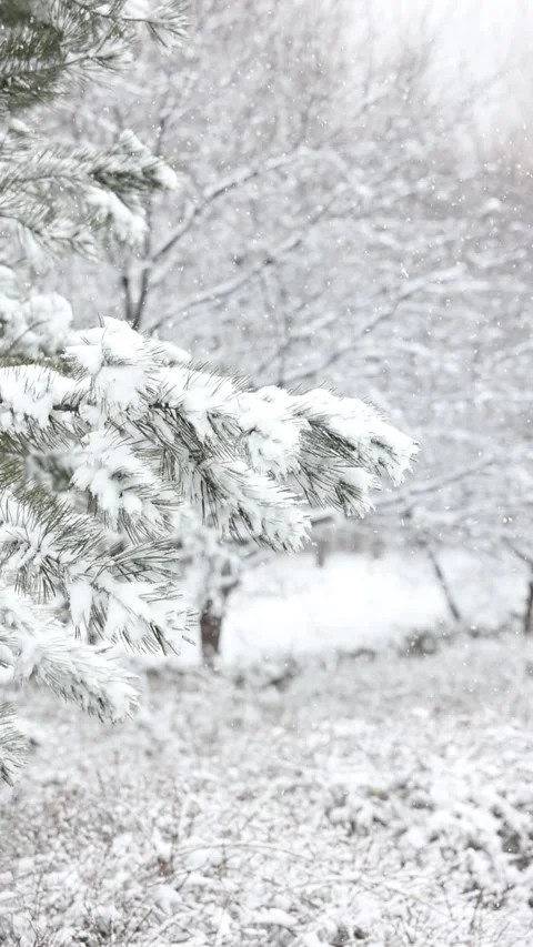 Winter snow scene 库存影片 343600745
