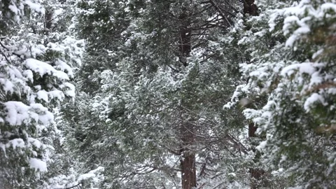 Winter snow scene Видео 343600885