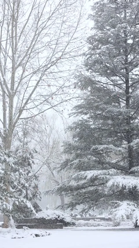 Winter snow scene 库存影片 343600930