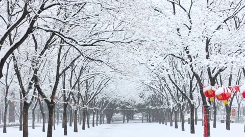 Winter snow scene Видео 343600931