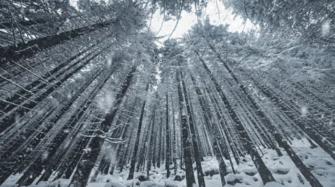 Winter snow scene with forest background. Falling snow Stock Footage 67657078