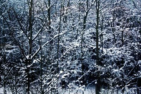 Winter snow scene Stock Photos