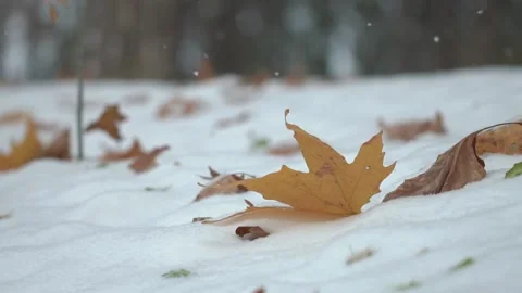 Winter snow slow motion frame Video stock 146061316