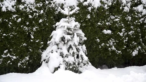 Winter, snow, snowing, white, cold, tree, christmas tree in snow, Stock Footage 147254928