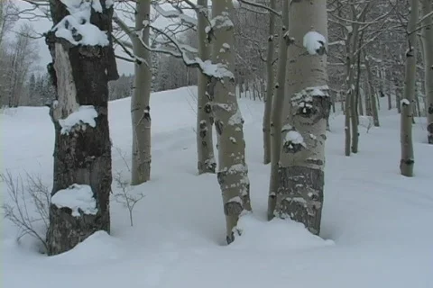 Winter Snow Storm and Blizzard Stock Footage 281133