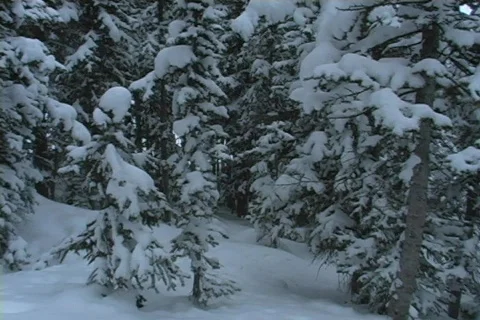 Winter Snow Storm and Blizzard Stock Footage 281155