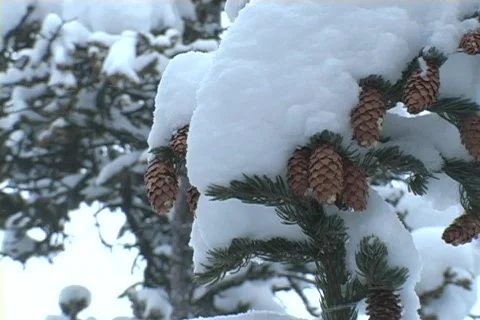 Winter Snow Storm and Blizzard Stock Footage 281158