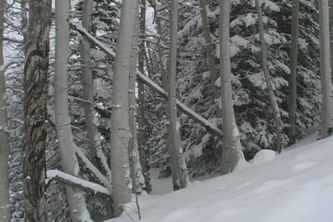 Winter Snow Storm and Blizzard Stock Footage 281163