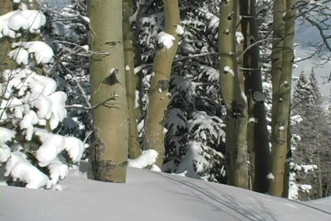 Winter Snow Storm and Blizzard Stock Footage 281177