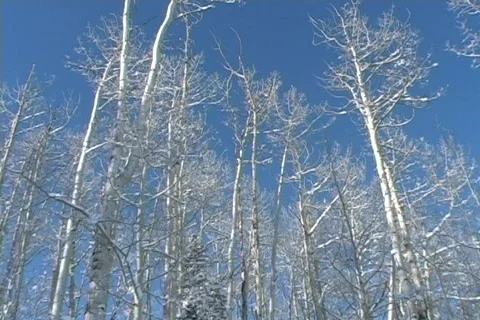 Winter Snow Storm and Blizzard Stock Footage 281180