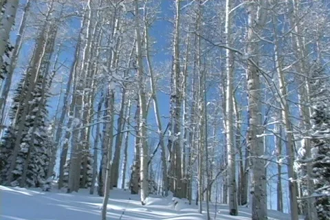 Winter Snow Storm and Blizzard Stock Footage 281189