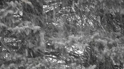 Winter Snow Storm Video stock 8692133