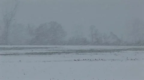 Winter Snow Storm Stock Footage 12626159