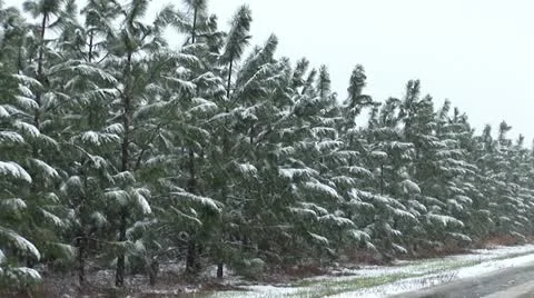 Winter Snow Storm Video stock 12626179