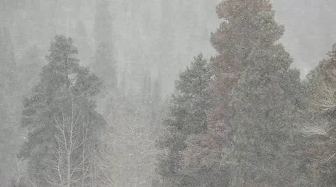 Winter Snow Storm Video stock 20523528