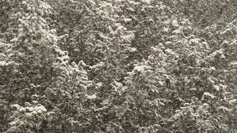 Winter snow storm Stock Footage 221706857