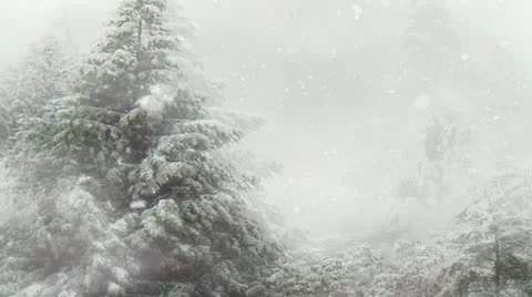 Winter Snow Storm In Pine Forest Stock Footage 12539993