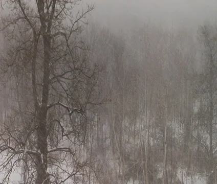 Winter Snow Storm Scene 1 Background Stock Footage 35176478