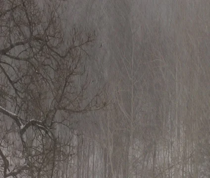 Winter Snow Storm Scene 4 Background Stock Footage 35177394
