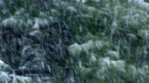 Winter - Snow Storm - Snowflakes Background Trees Stock Footage 42934740