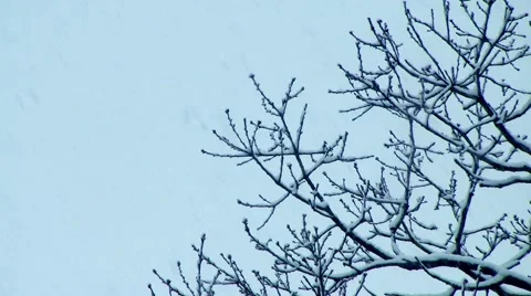 Winter - Snow Storm - Snowflakes Falling Stock Footage 42934662
